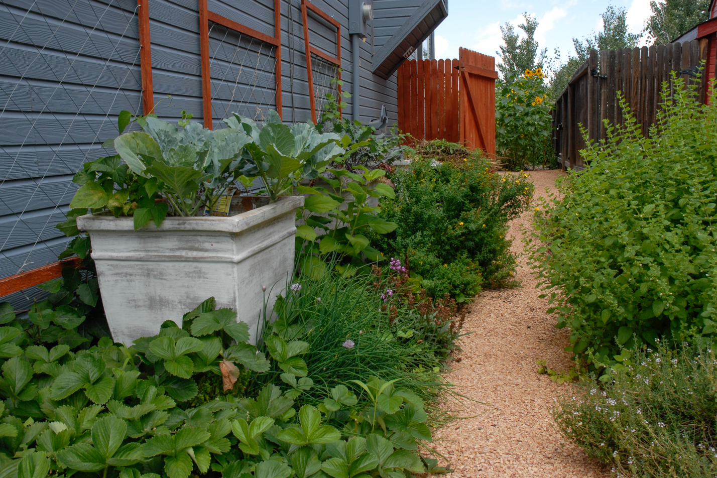 Terraced Turf Backyard